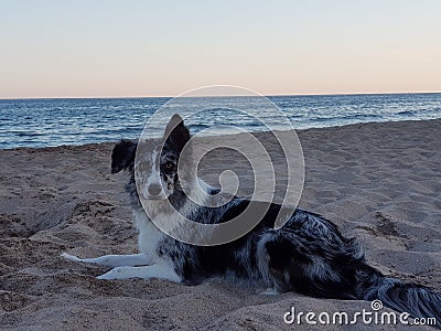 Borde collie dog Stock Photo