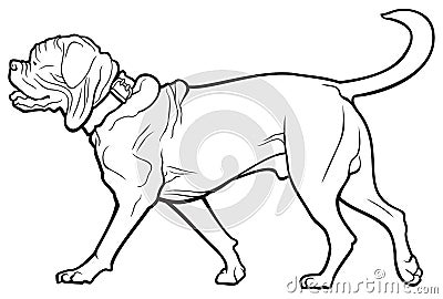 Bordeaux dog breed Vector Illustration