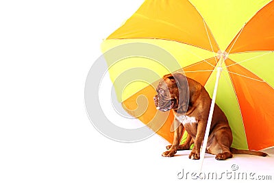 Bordeaux mastiff puppy under the umbrella Stock Photo