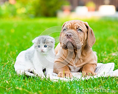 Bordeaux puppy dog lying with small kitten on green grass Stock Photo