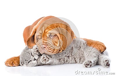 Bordeaux puppy dog playing with a scottish cat. isolated on white Stock Photo