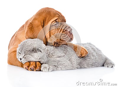 Bordeaux puppy hugs sleeping cat. isolated on white background Stock Photo
