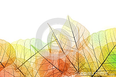 Border of Autumn color transparent Leaves - isolated on white Stock Photo