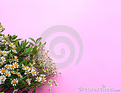Border banner with chamomile flower on a pink background, top view, copy space. Summer, spring banner background, cozy flat lay. Stock Photo