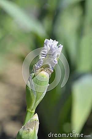 Border Bearded Iris Ci Sei Stock Photo