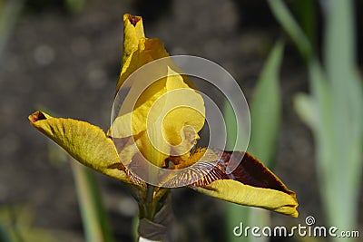 Border Bearded Iris Whoop Em Up Stock Photo