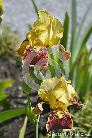 Border Bearded Iris Whoop Em Up Stock Photo