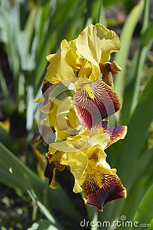 Border Bearded Iris Whoop Em Up Stock Photo