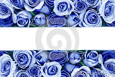 border of Beautiful fresh sweet blue rose for love romantic vale Stock Photo