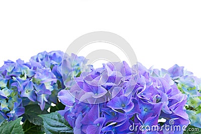 Border of blue hortensia flowers Stock Photo
