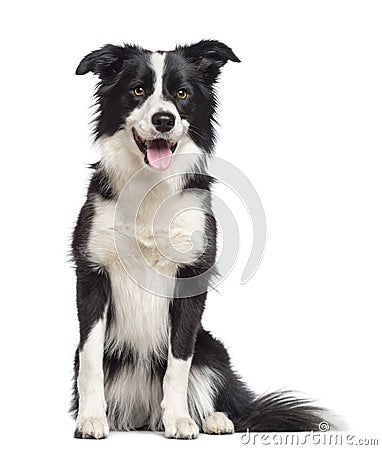 Border Collie, 1. 5 years old, sitting Stock Photo