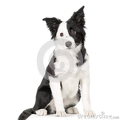 Border Collie Stock Photo