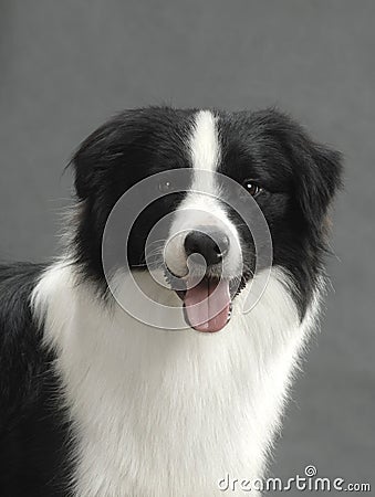 Border Collie Stock Photo