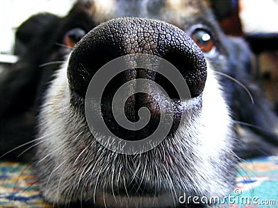 Border Collie Stock Photo