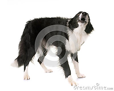 Border collie barking Stock Photo