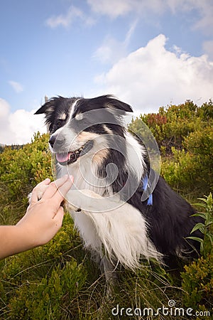 Border collie is begging in the field in the nature Stock Photo