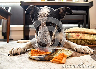 Border collie blue heeler dog eating pumpkin pie treat Stock Photo