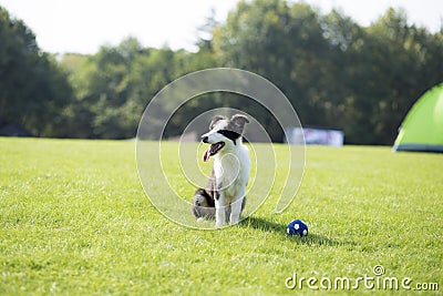 Border Collie Stock Photo