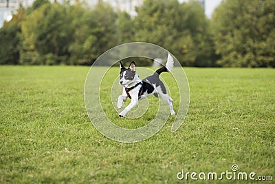 Border Collie Stock Photo