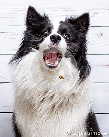 Border Collie catching treats Stock Photo