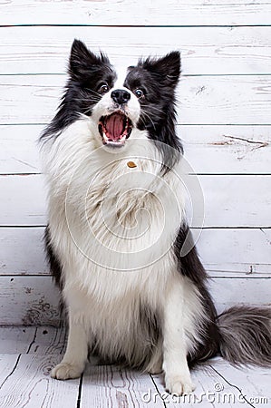 Border Collie catching treats Stock Photo