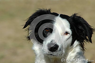 Border Collie dog Stock Photo