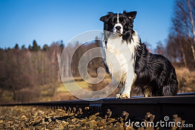 Border collie dog Stock Photo