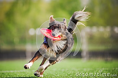 Border collie dog brings the flying disc Stock Photo