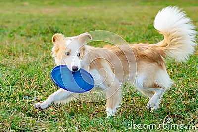 Border collie. The dog catches the frisbee on the fly. The pet plays with its owner. Stock Photo