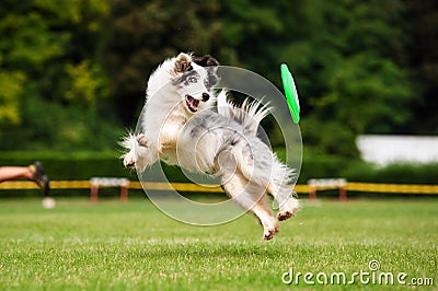 Border collie dog catching frisbee in jump Stock Photo