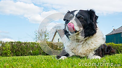 Border collie dog in Devon UK Stock Photo