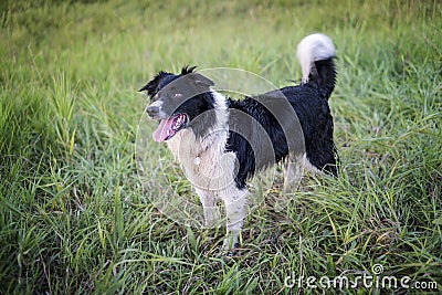 Border Collie Dog Stock Photo