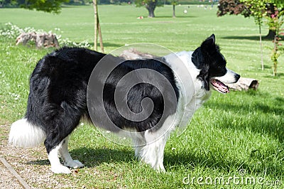 A border collie dog in a green field Stock Photo