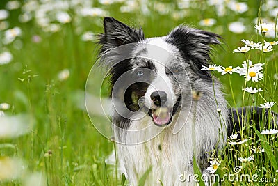 Border collie dog lying in daisy flower meadow Stock Photo