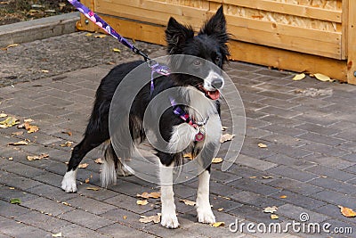 Border Collie dog. An old English breed of smart and moving shepherd dogs of medium size Stock Photo