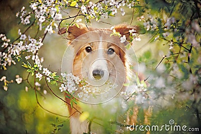 Border collie dog portrait in spring Stock Photo