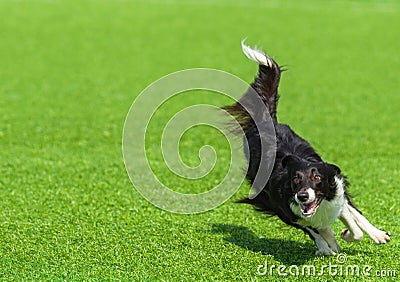 Border collie dog runs on green grass on a summer sunny day Stock Photo