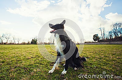 Border collie dog seated outdoors on the green grass in the park looking attentive waiting his master command. Obedient pet listen Stock Photo
