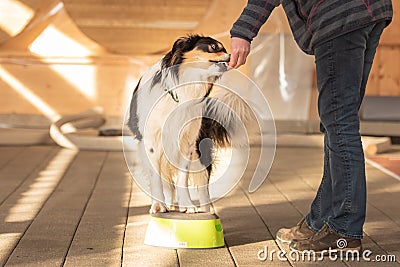Obedient Border Collie Dog stands on a stool and with the help of the handler is supposed to turn on its own axis Stock Photo