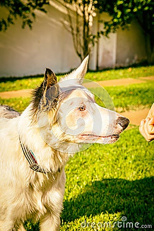 Border collie dog wating for food in the sun light Stock Photo