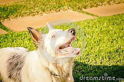 Border collie dog wating for food in the sun light Stock Photo