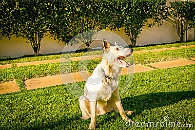 Border collie dog wating for food in the sun light Stock Photo