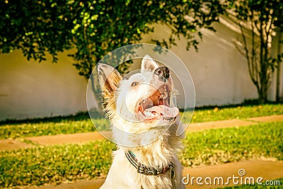 Border collie dog wating for food in the sun light Stock Photo