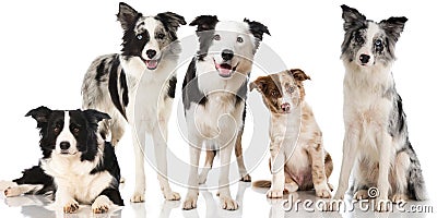 Border collie dogs Stock Photo