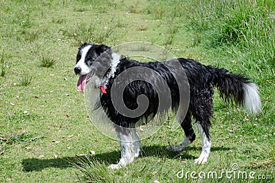 Border Collie dogs Stock Photo