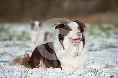 Border collie dogs Stock Photo