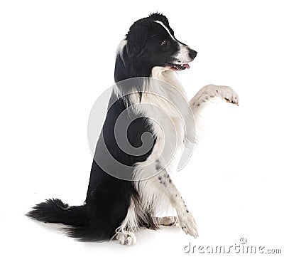 Border collie in studio Stock Photo