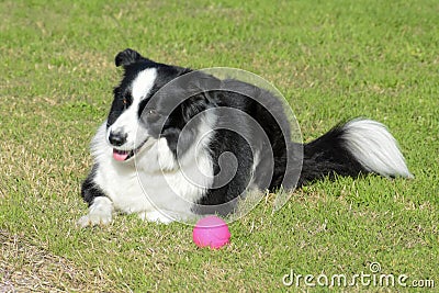 Border Collie with her pink ball looking at the camera like a Top Model. Stock Photo