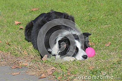 Border Collie with her pink ball waiting to play. Stock Photo