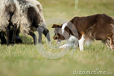 Border Collie Herding Sheep Stock Photo
